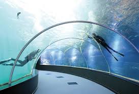 Le médusarium© est une prouesse scientifique. Dans Le Plus Grand Aquarium D Europe Plonger Nettoyer Observer L Actu Le Seul Journal D Actualite Pour Les Jeunes Des 13 Ans