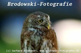 Mitfavorit belgien hat bei der em eine perfekte vorrunde gespielt und neuling finnland zumindest den direkten weg ins achtelfinale verbaut. Eulen In Europa Bestimmen Steinkauz Uhu Schneeeule Waldkauz