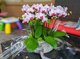 Got my wife this orchid arrangement for our anniversary : r/orchids