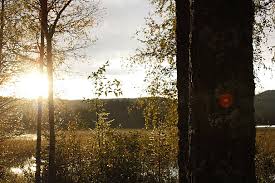 500 Sun Forrest Photos, Pictures And Background Images For Free Download