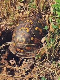 8 Tips To Protect Baby Turtles In Your Yard The National Wildlife Federation Blog The National Wildlife Federation Blog