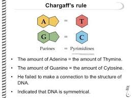 Image Result For Chargaff S Rule Rules Protein Synthesis Genetics