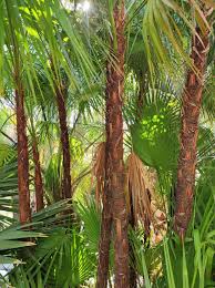 Image result for Acoelorrhaphe