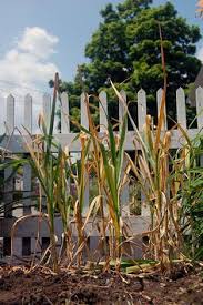 Growing and harvesting garlic bulbs growing garlic as a perennial garlic guru yields advice garlic and perennial onion growing guide planting garlic when is the right wild onion and garlic eat the. 7 Garluc Ideas Growing Garlic Vegetable Garden Harvesting Garlic