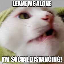 Image Tagged In Cats Smudge The Cat Smudge Coronavirus Funny Imgflip