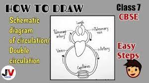 Circulation of architectural ■ good circulation is essential to successful architecture. Double Circulation Diagram Class 7 Schematic Diagram Of Circulation Class 7 Ncert Youtube