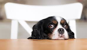 According to the vet, healthy dogs and cats can last three, four, five days without eating, many even longer than that. How To Stop A Dog From Begging
