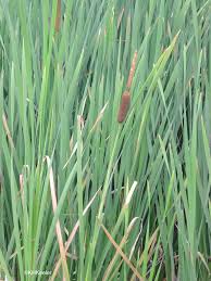 Image result for Typha