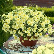 Image result for foto surfínie