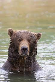 Cute Katmai Bear Running Bear