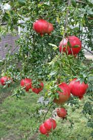 Pin By Krishnan Namam On Frutos Fruit Trees Fruit Trees Backyard Edible Garden