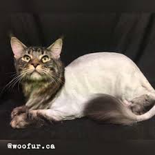 Welcome to 4 dogs & cats grooming. Woofur Holistic Pet Care Centrewoofur Dog Cat Services