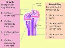 Epiphyseal plate growth. Five zones of epiphyseal growth ...