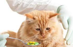 Cats can vomit for many different reasons and unfortunately it is often difficult to know exactly why a cat is vomiting. Why Is My Cat Vomiting Yellow Causes And Treatment