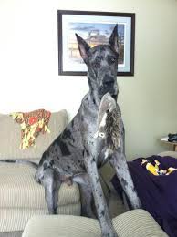 Great dane sitting on couch. My Great Dane Zander Who Sits On The Couch Like He S Human Great Dane Dogs Great Dane Blue Merle Great Dane