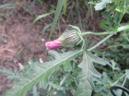 Image result for Hibiscus pusillus