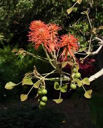Image result for Erythrina abyssinica