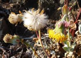 Image result for Kleinia schweinfurthii