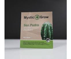 Black spots are not bad unless it becomes soft and i'm growing this cactus for about 2 months from seeds, and i think that they are doing fine. San Pedro T Pachanoi Seeds 100 Pcs Drpaddo Com