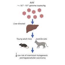 While these symptoms don't always mean liver cancer. Low Incidence Of Hepatocellular Carcinoma In Mice And Cats Treated With Systemic Adeno Associated Viral Vectors Molecular Therapy Methods Clinical Development