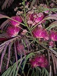 Albizia julibrissin 'summer chocolate' альбиция ленкоранская «самер шоколад». Albizia Julibrissin Summer Chocolate Seidenbaum Summer Chocolate Gunstig Kaufen