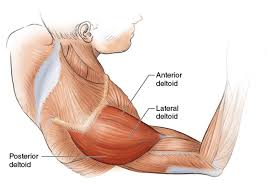 Digestive system of the upper torso. Upper Torso Running Anatomy Sports Anatomy