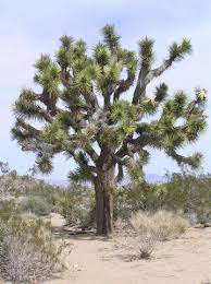 Maybe you would like to learn more about one of these? Joshua Tree National Park A Plant Lovers Paradise High Plains Gardening