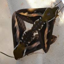 Image result for Hylebates