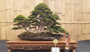 Over 150 exhibits featured at bonsai show. Gambar Bonsai Serut Gaya Air Terjun Mudah Cahunit Com