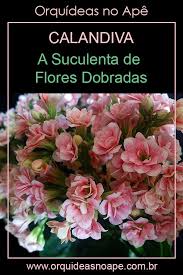 Calandiva A Suculenta De Flores Dobradas Em 2020 Suculentas Jardim De Plantas Suculentas Especies De Flores