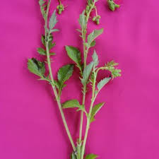 Image result for Crassocephalum rubens