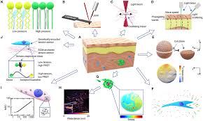 Inspired by a friend's post, i decided to read in order to practice voice work. Frontiers Microscale Interrogation Of 3d Tissue Mechanics Bioengineering And Biotechnology