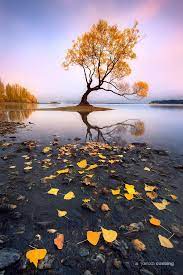 Wanaka Landscape Photography Landscape Pictures Tree Photography