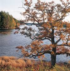 We accommodate motorhomes & travel trailers up to a maximum of 40 feet. Salmon Falls River Hamilton House South Berwick Maine Historic New England