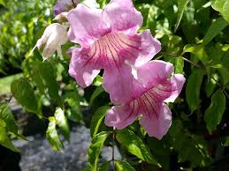 Image result for Podranea brycei