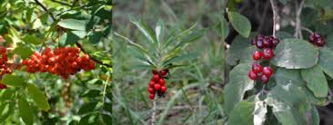 Von einem strauch zu einem kleinen oder mittelgroßen baum mit pyramidenförmiger bis breit ovaler den weiblichen blüten folgen glänzend rote, fleischige steinfrüchte, die in der praxis als „beeren fleischige steinfrucht, ca. 2019 09 30 Rote Beeren Von Essbar Bis Giftig Wann Wird Es Gefahrlich Notfallnummer 145 Hilfe Bei Vergiftungen Kostenlose Auskunft