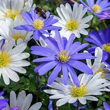 Anemone Blanda Mix Low Maintenance Garden Anemone What Is Gardening