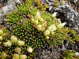 Image result for Emilia caespitosa