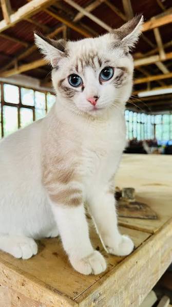 Les presentamos a Tommy, un adorable gatito que puedes conocer en  @hotellapalmasv ????, #gato #lindo #adorable #bello