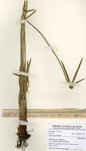 Image result for Kyllinga erecta