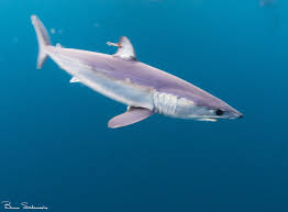 Image result for Isurus oxyrinchus