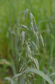 Image result for Avena sativa