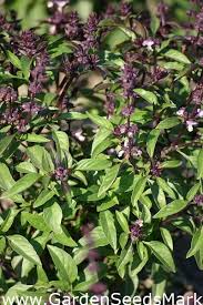 Thai basil stir fry (ผัดกะเพรา pad kaprao) is one of the pillars of thai street food comfort in bangkok. Thai Basil Siam Queen Seeds Ocimum Basilicum 900 Seeds Garden Seeds Market Free Shipping