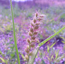 Image result for Cenchrus incertus