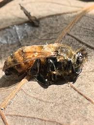 Image result for cornish black bee