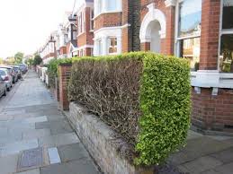What's the best way to trim an overgrown hedge? Kingston Council Draw Complaints From Neighbours After Trimming Hedges Your Local Guardian