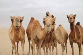 It comes from asia and carries heavy loads across the. The Life Of Camels Ksst Radio
