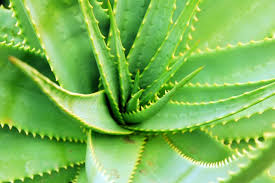 Aloe vera &mdash; Steemit