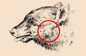 Crazy Cool Animal Optical Illusions That Will Leave You Stunned I Can Has Cheezburger