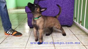 La raza belga malinois tiene un instinto protector que lo hace excelente para proteger la casa. Futuro Semental Del Criadero Magnus Des Champs Macho Embajador Pastor Belga Malinois Youtube